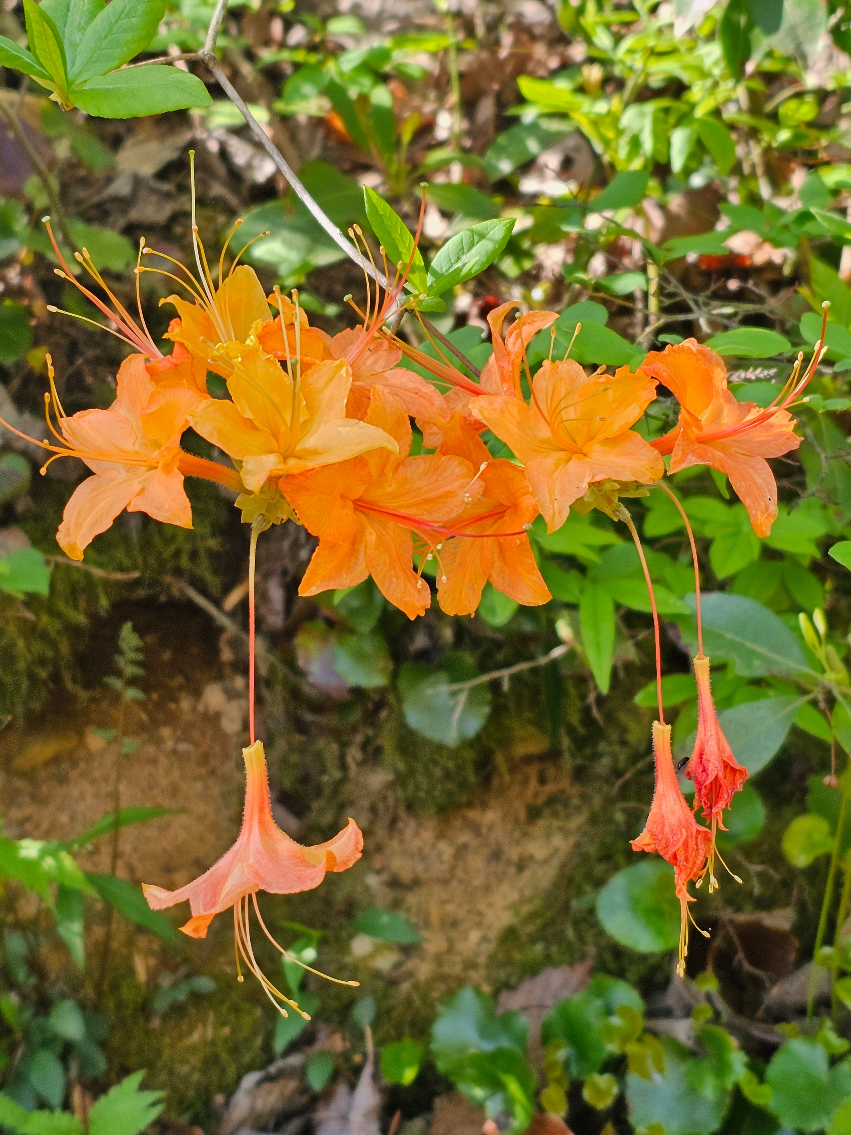 Orange azalea flowers blooming at BLK147