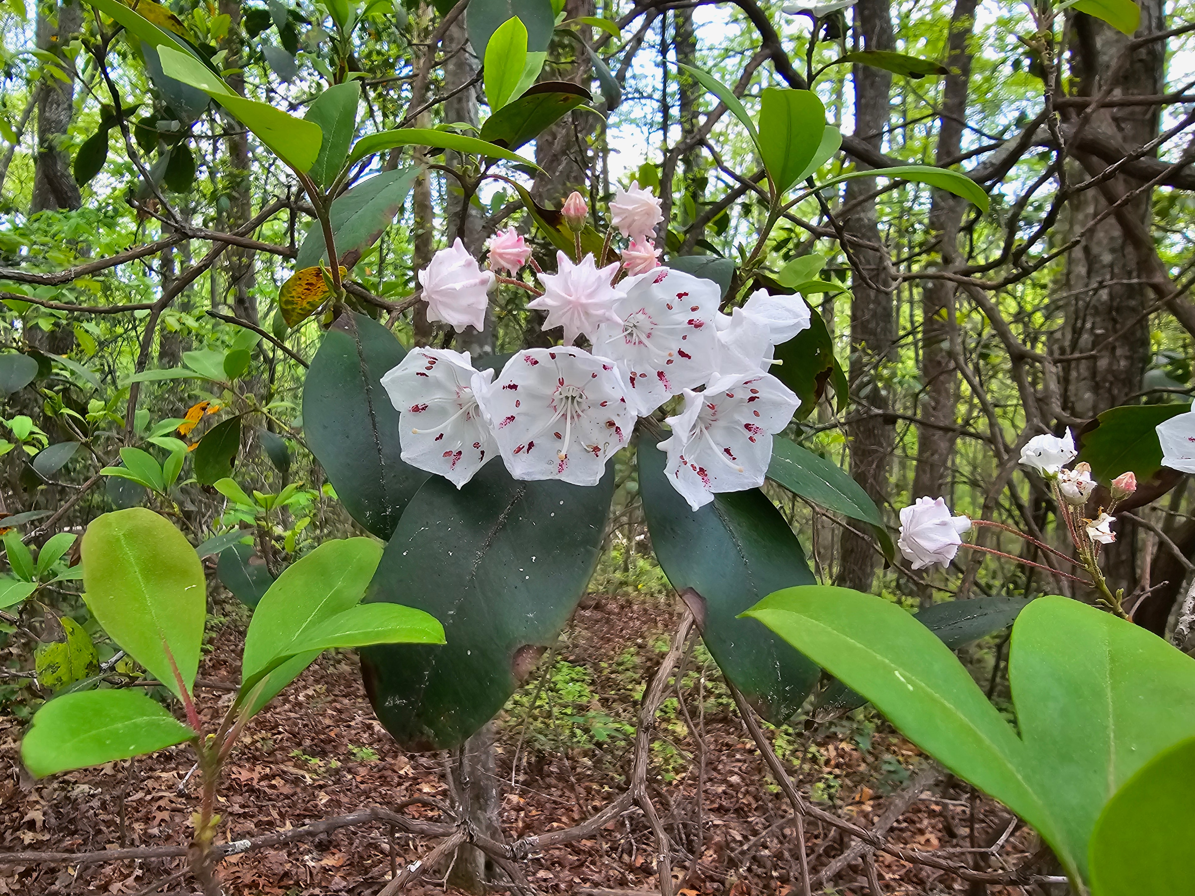 White mountain laurel blooming in the forest