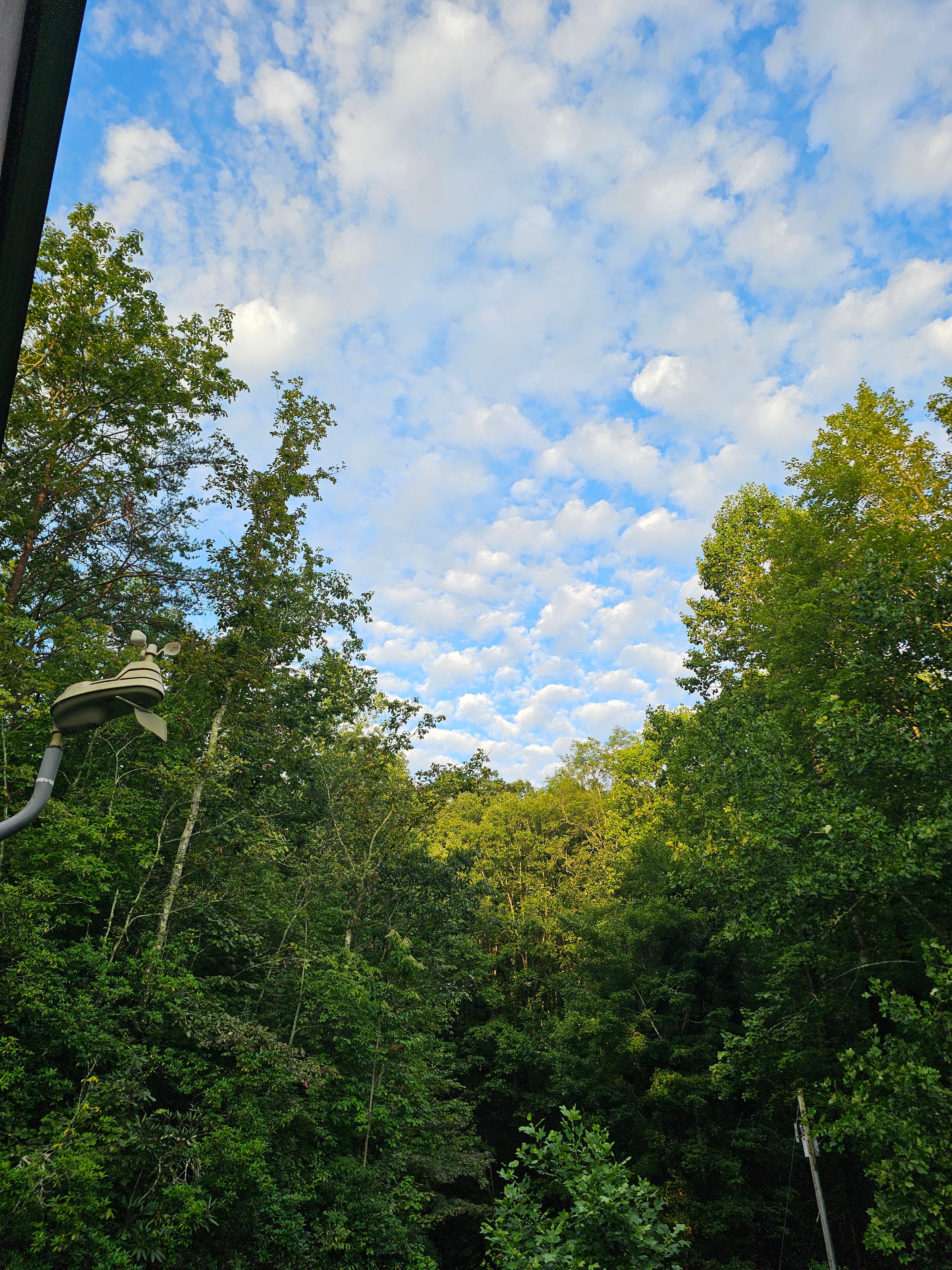Forest canopy with blue cloudy sky