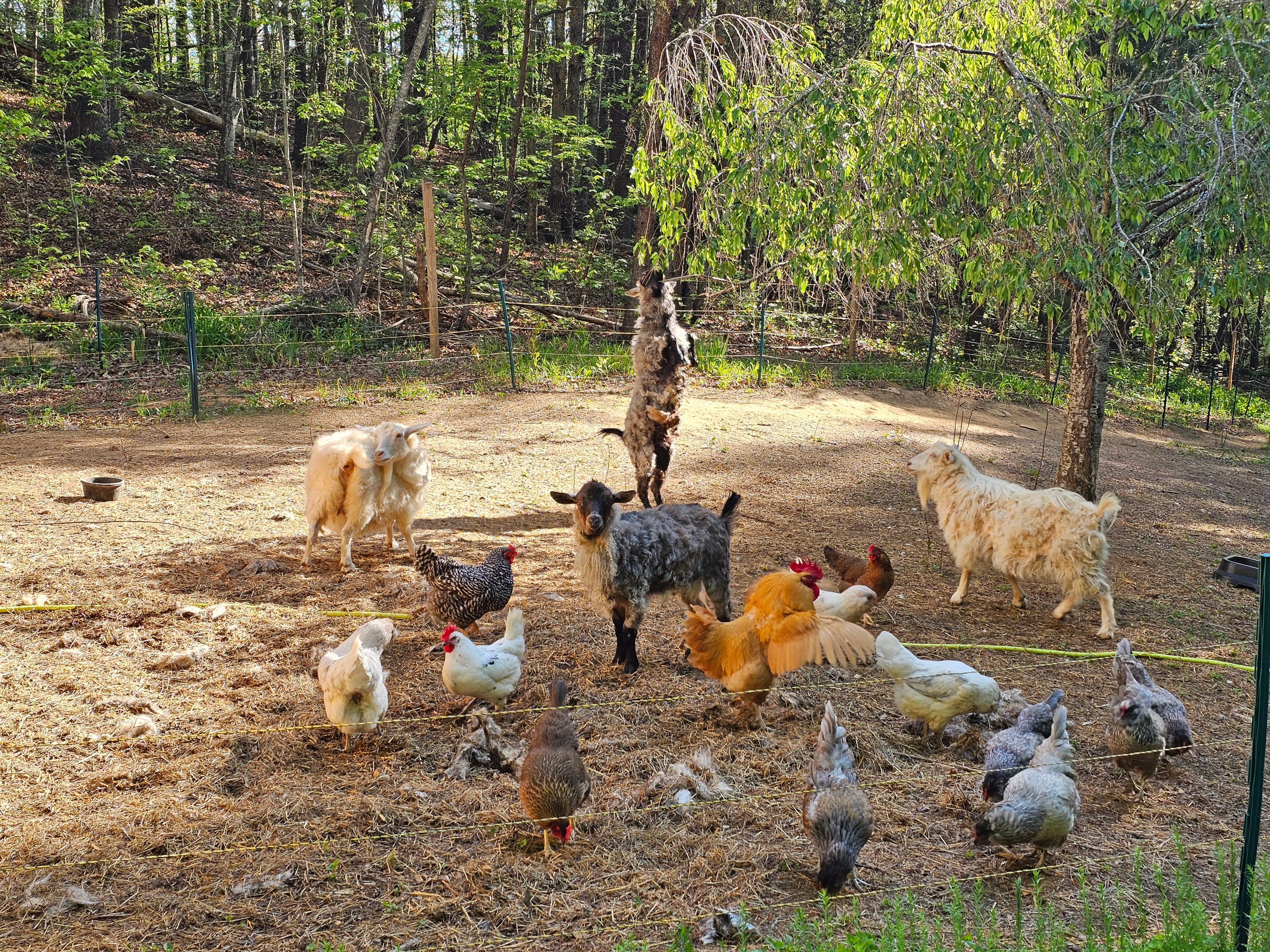 Goats and chickens on the BLK147 property