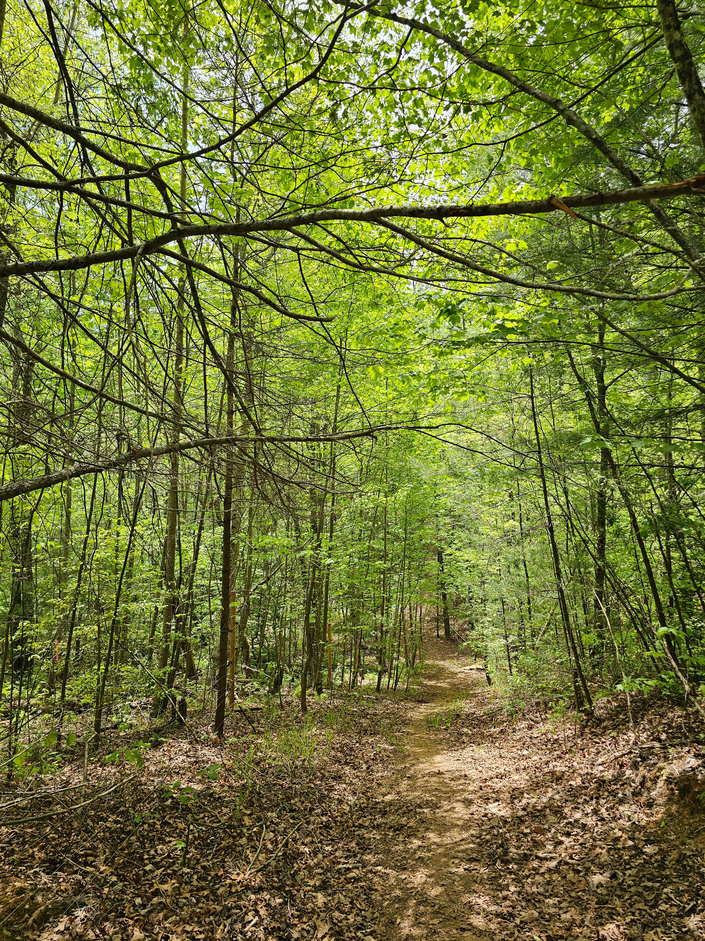 Second forest path to Whisper Hollar