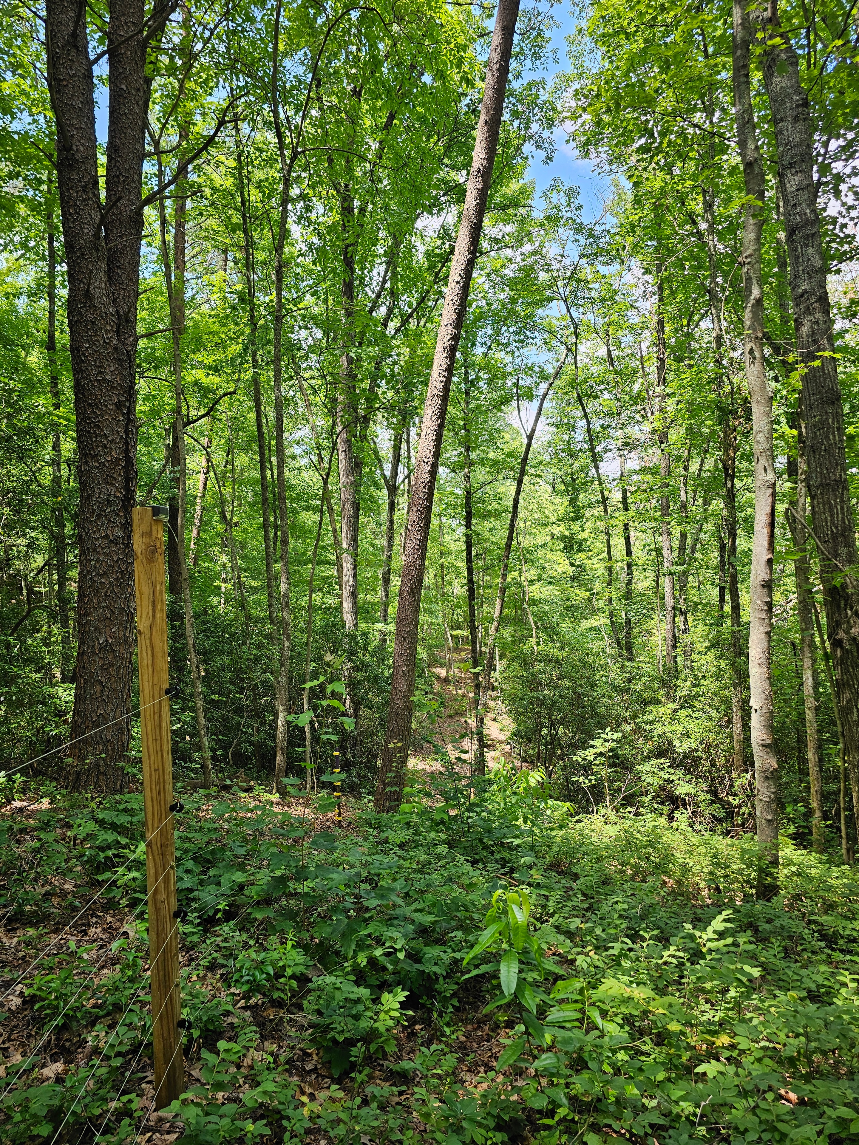Second forest trail to The Prospect