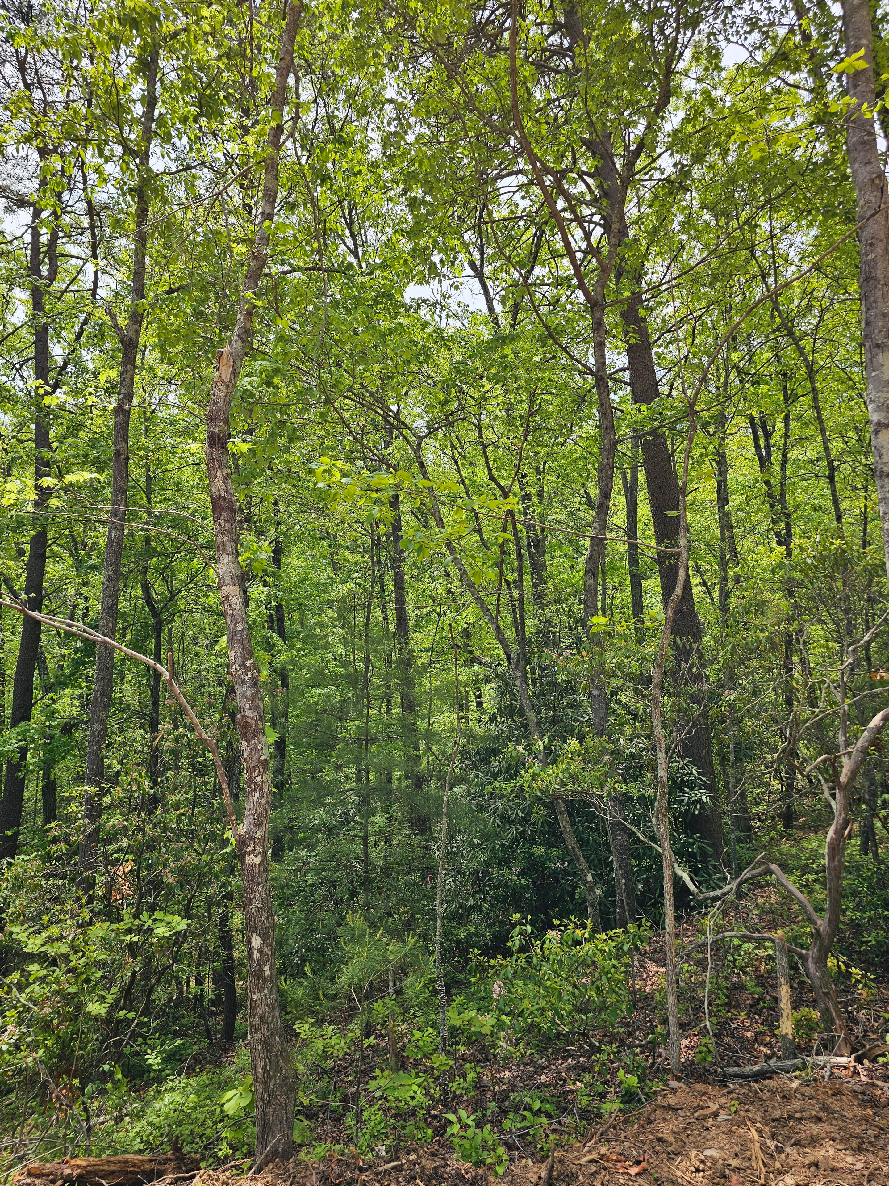Forest with green foliage