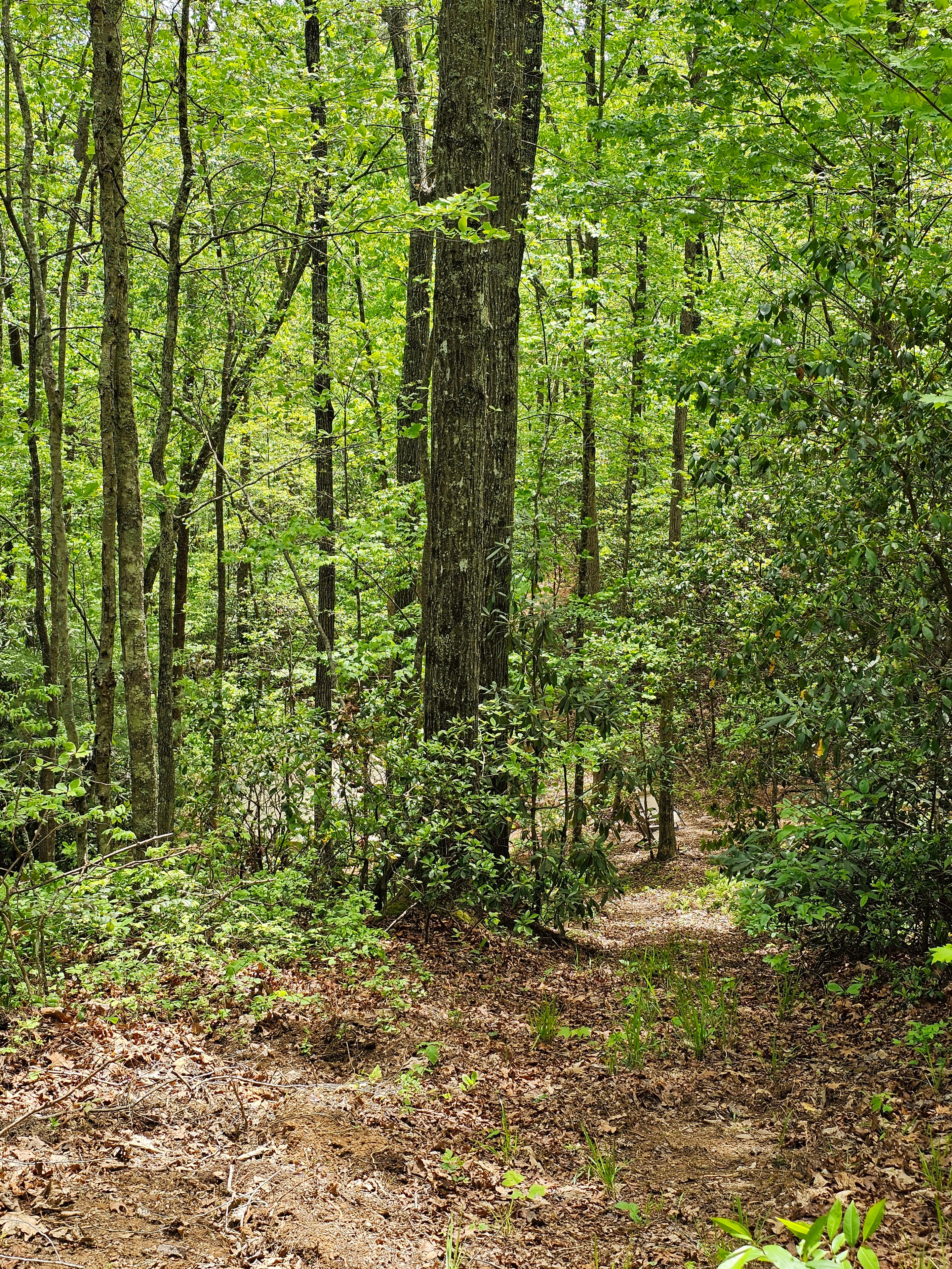 Steep forest path to Whisper Hollar
